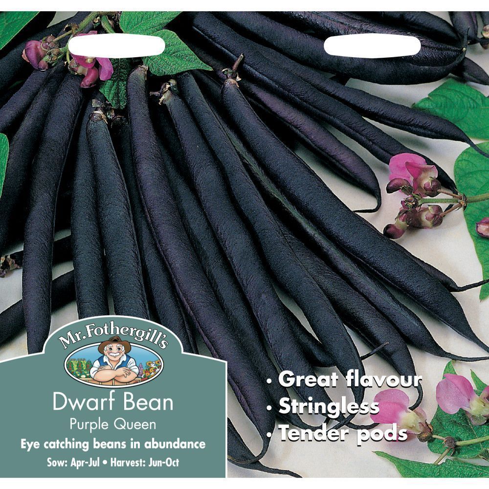 Mr Fothergill's Dwarf French Bean Purple Queen