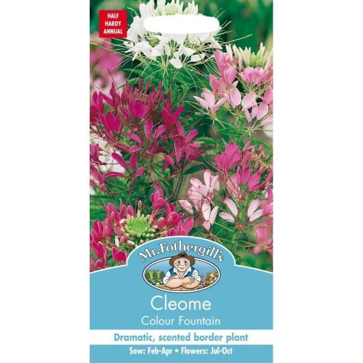 Mr Fothergills Cleome Colour Fountain