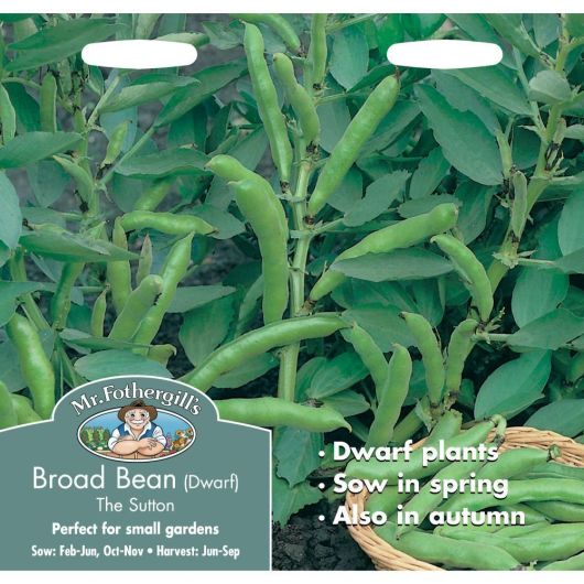 Mr Fothergill's Broad Bean The Sutton Dwarf