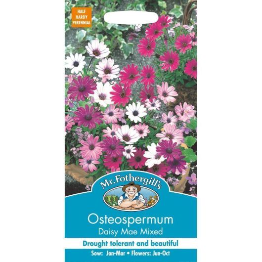 Mr Fothergills Osteospermum Daisy Mae Mixed