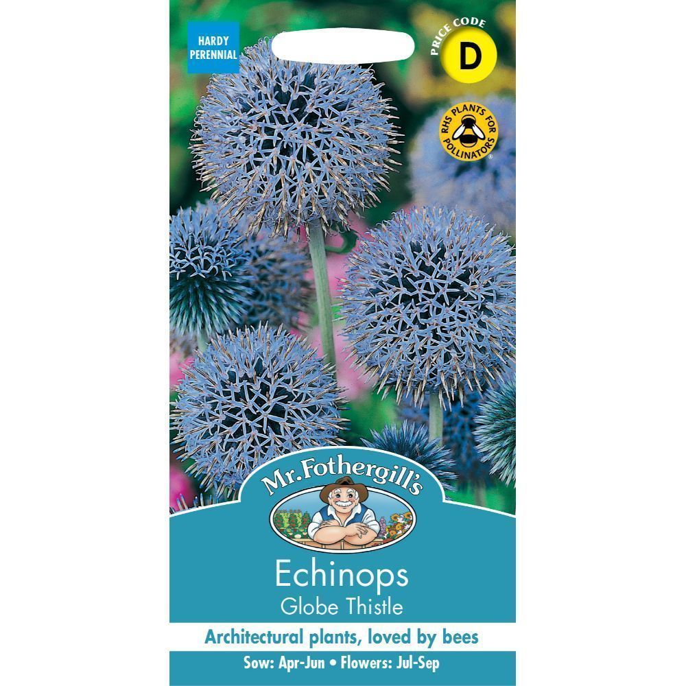 Mr Fothergill's Echinops Globe Thistle