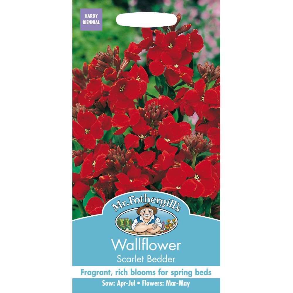 Mr Fothergills Wallflower Scarlet Bedder