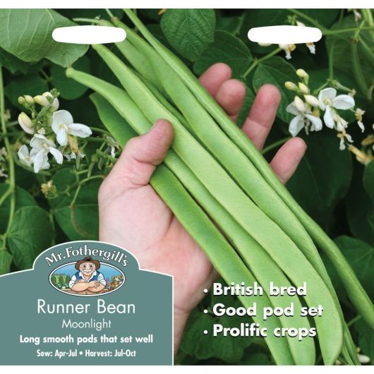 Mr Fothergill's Runner Bean Moonlight