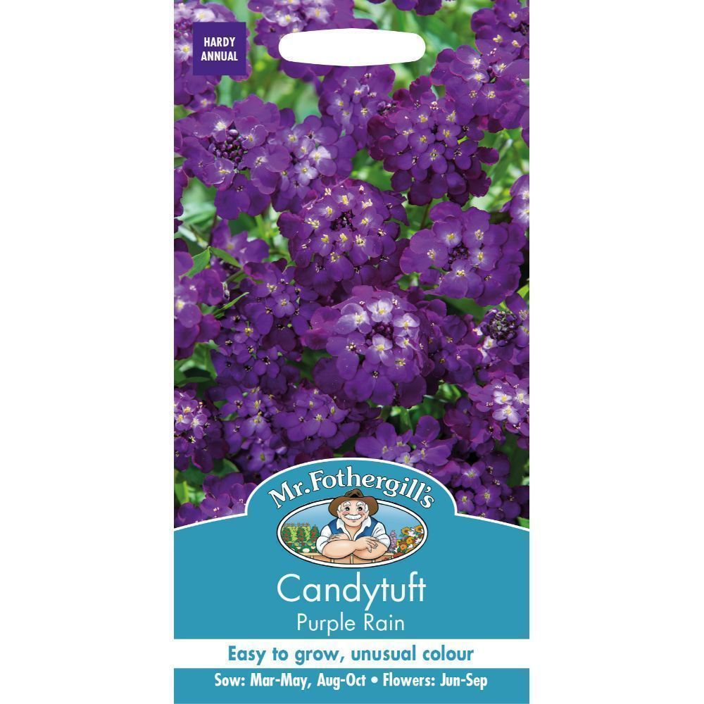 Mr Fothergill's Candytuft Purple Rain