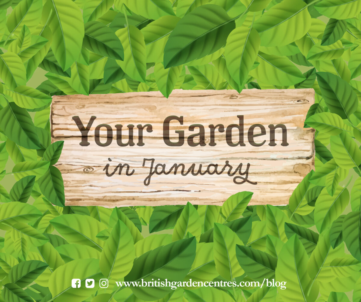 Your garden - January