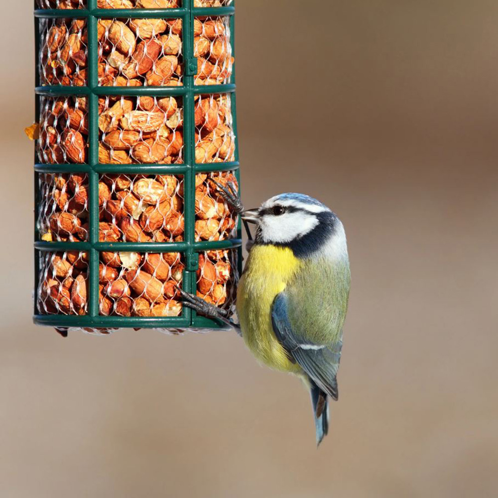 Blue Tit Feeder