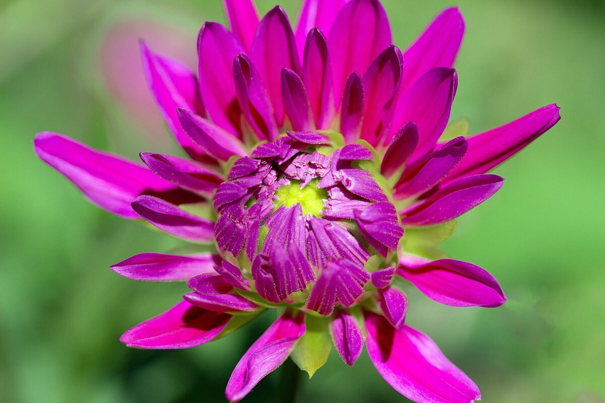 Dahlia