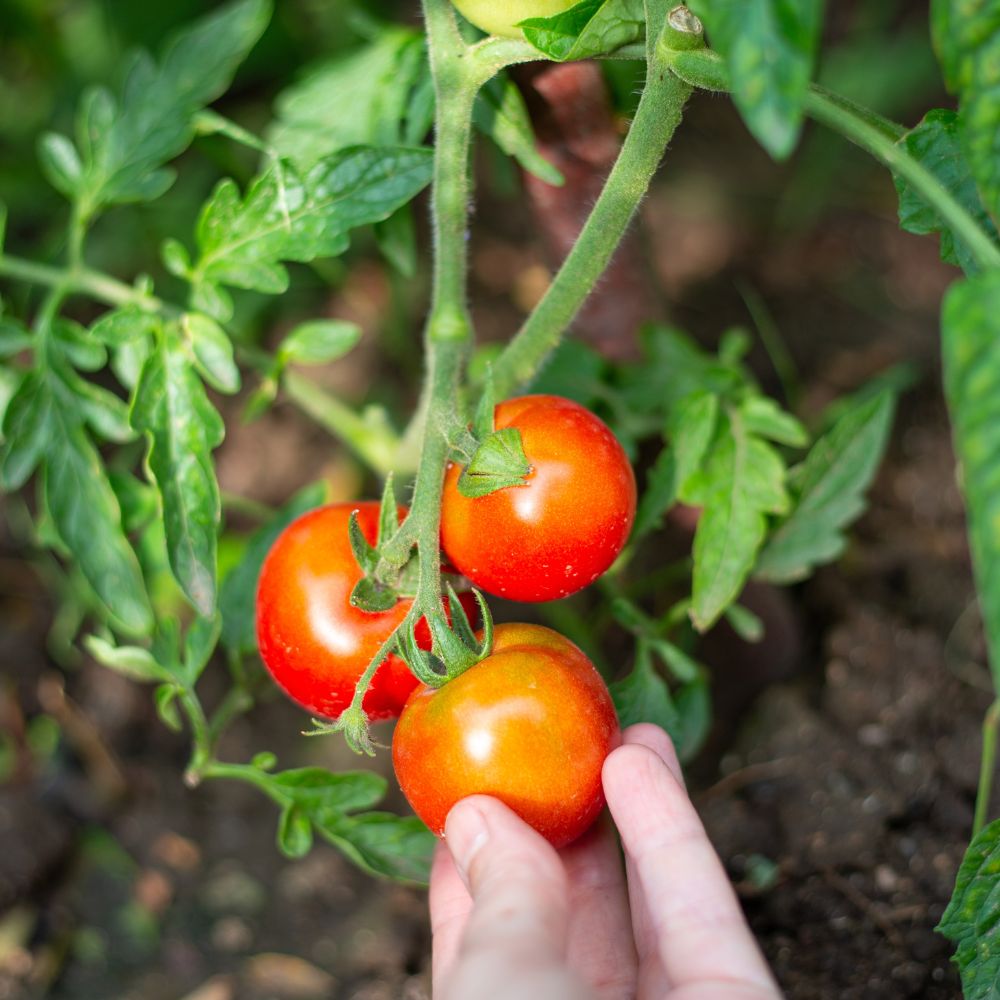 Picking Tomatoes