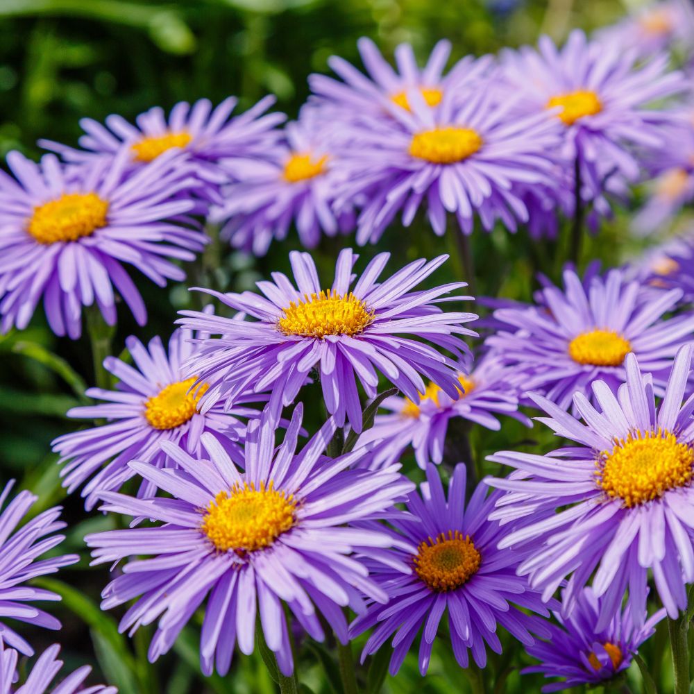 Asters for Butterflies