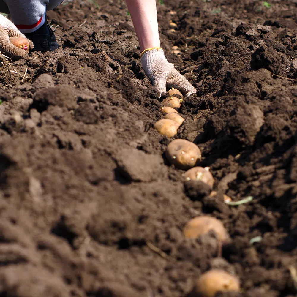 Planting early potatoes - Your garden in March