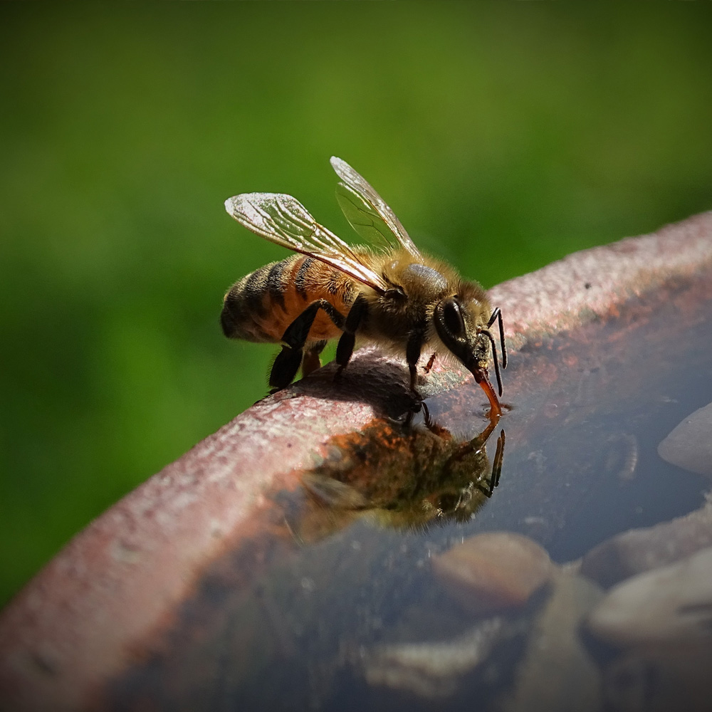 Container Wildlife Pond