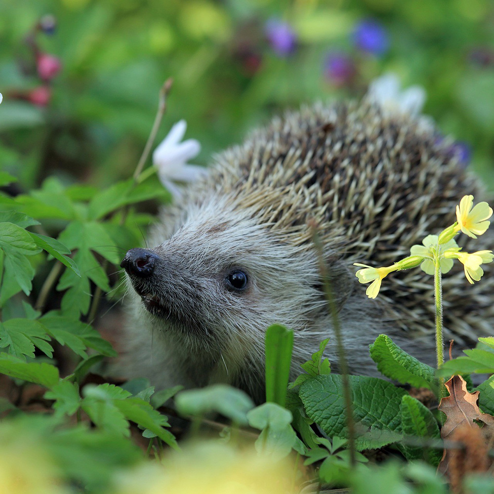 Hedgehog