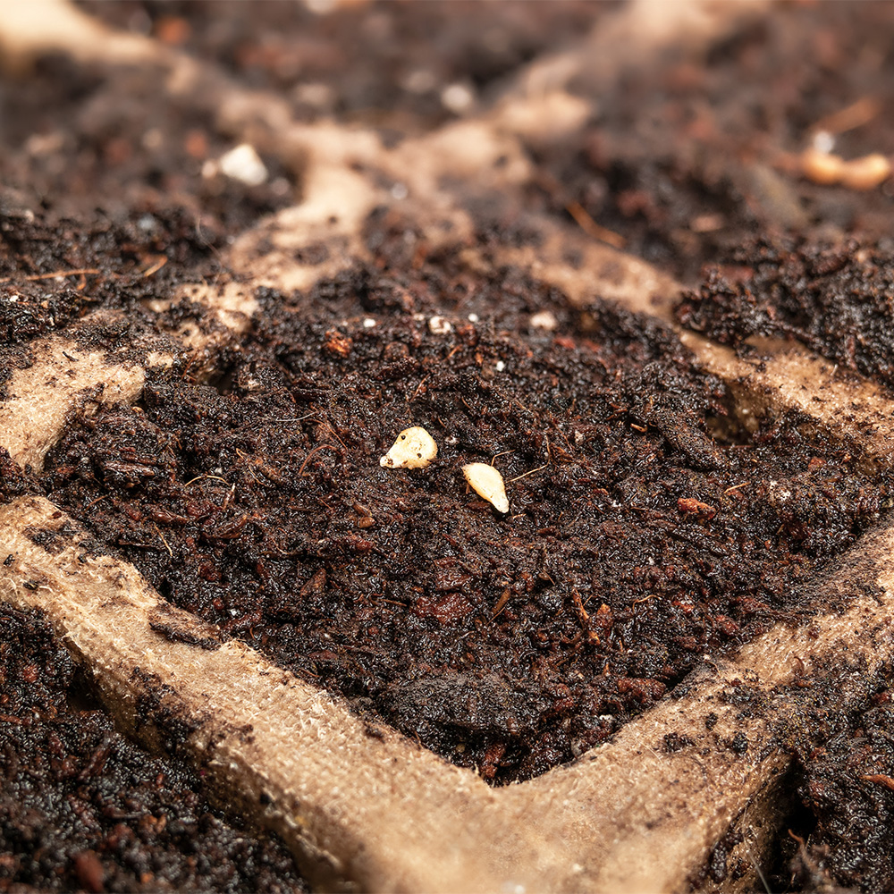 Seed Harvesting