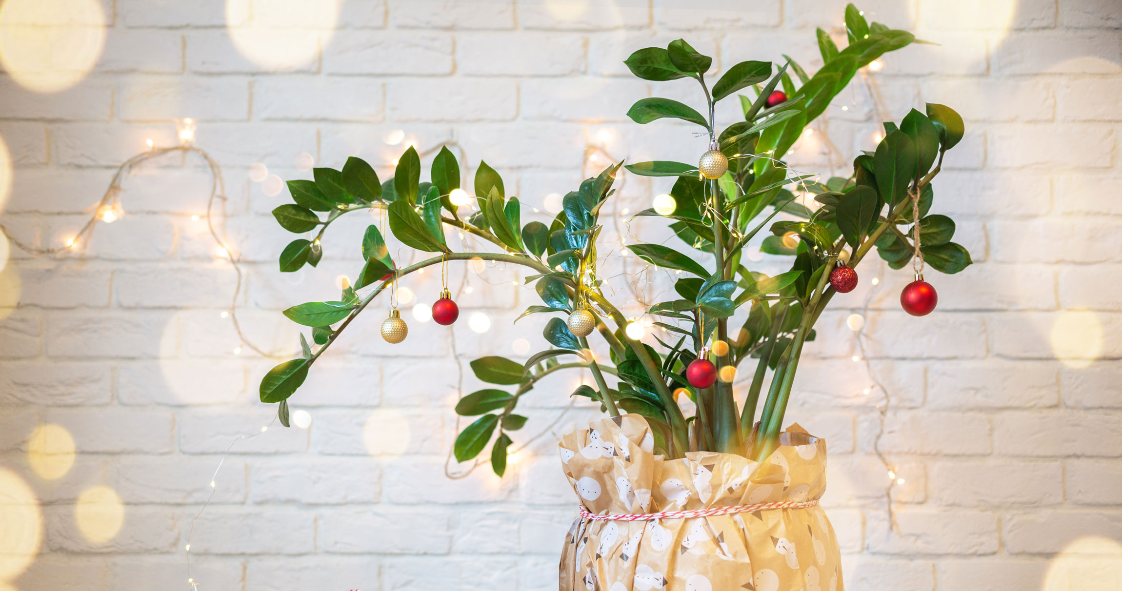 ZZ houseplant decorated with baubles and string lights