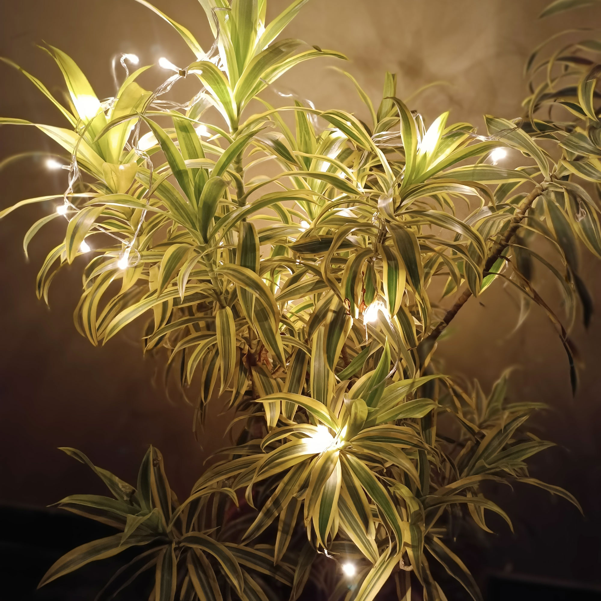 Dracaena houseplant decorated with warm white string lights