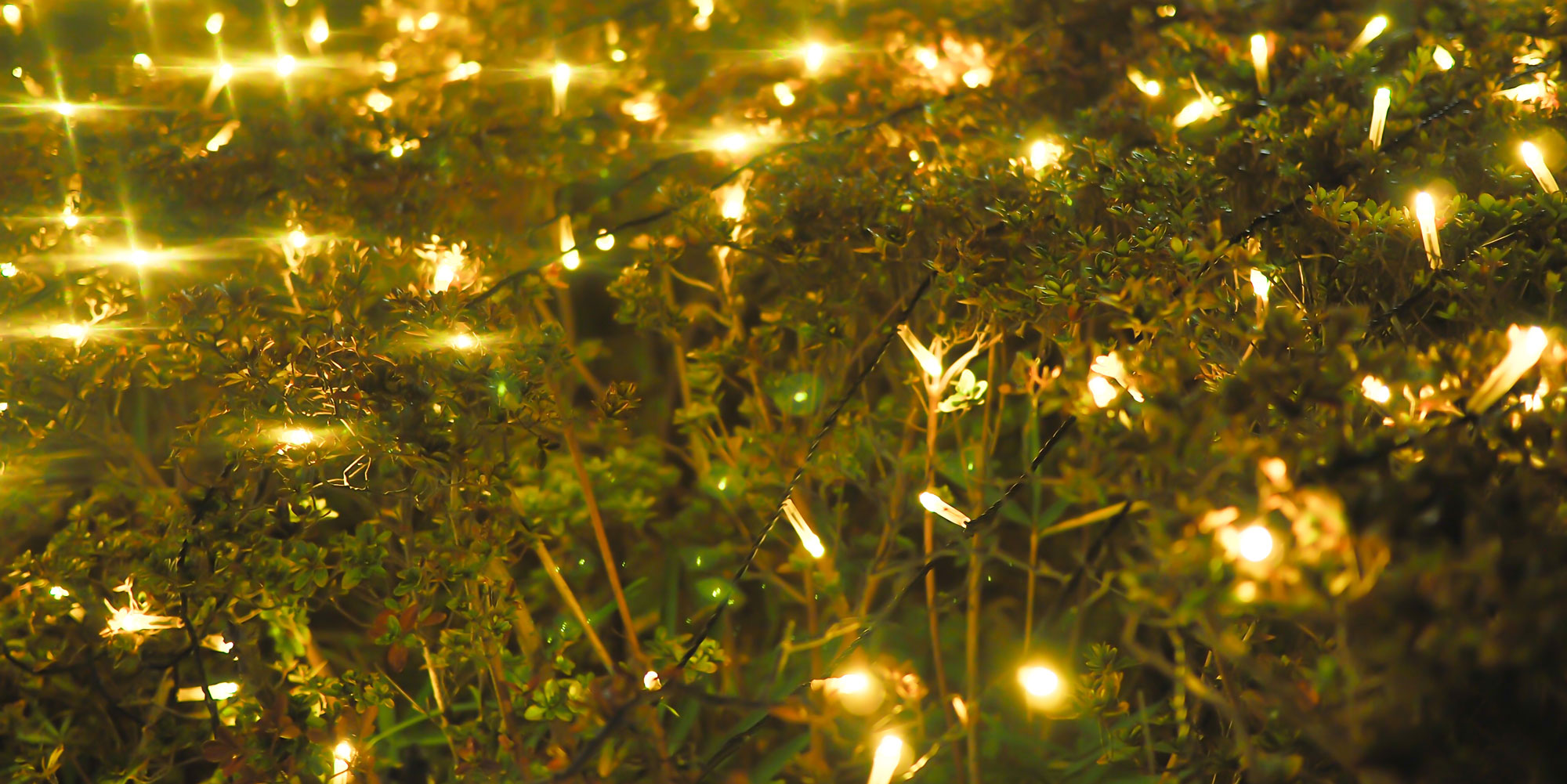 Close up of a hedge decorated with warm white string lights