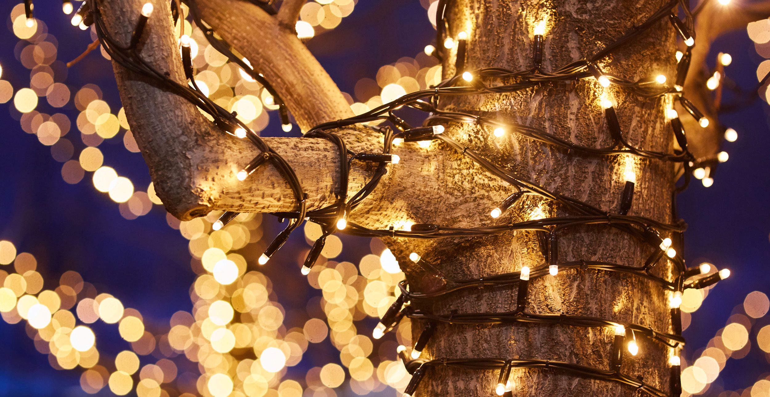 A thick tree trunk covered with lots of warm white string lights