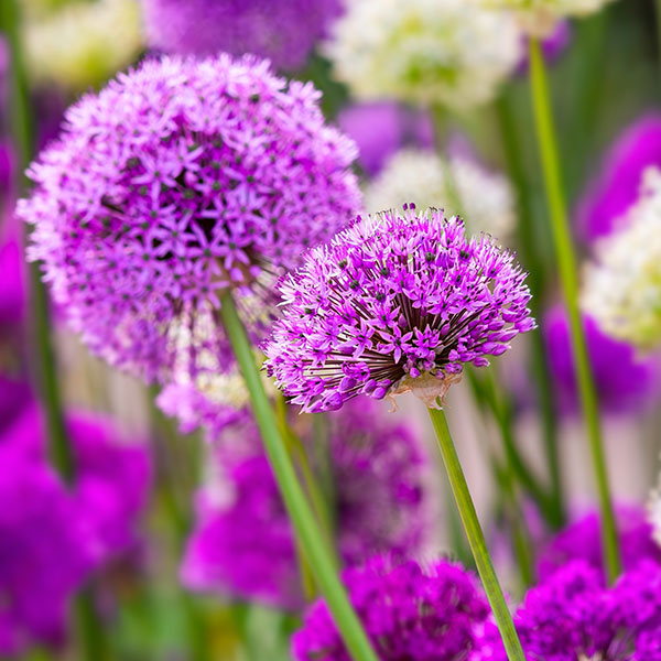 Purple and white allium