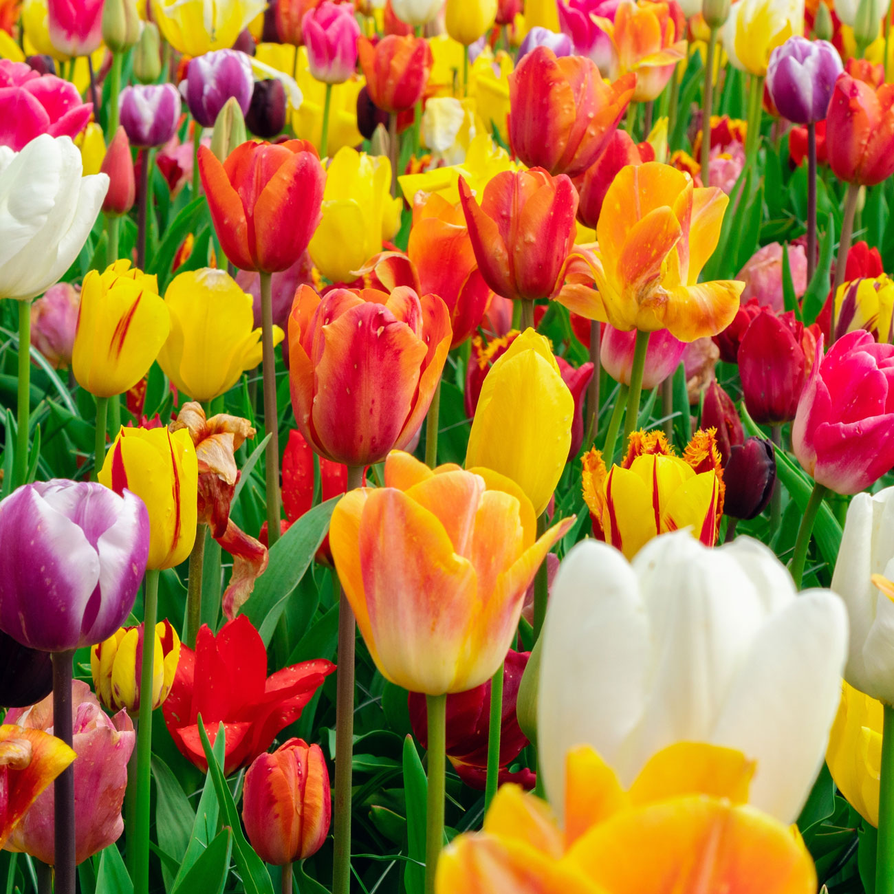 Multicoloured tulips