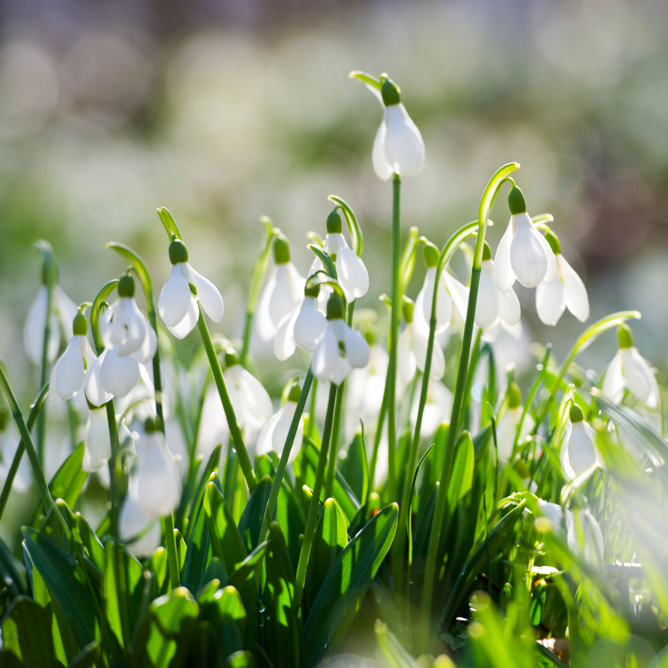 Snowdrops