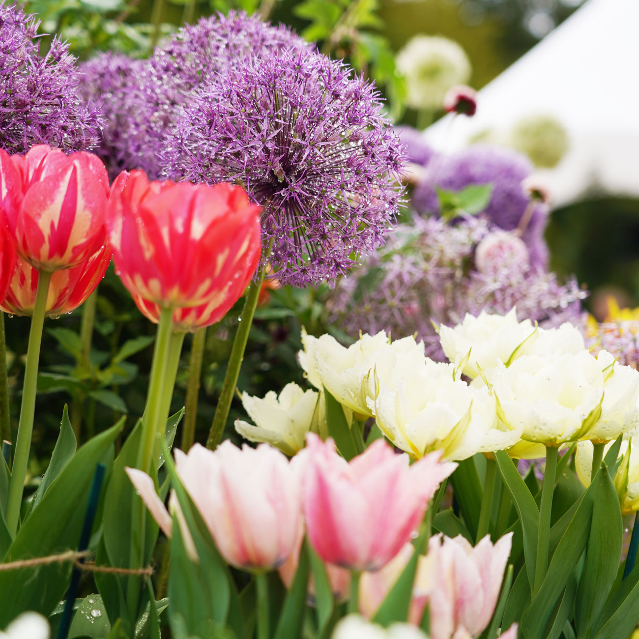 Selection of spring flowers